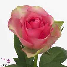 Срезанные цветы оптом Rosa la bellevue от 40шт из Голландии с доставкой по России