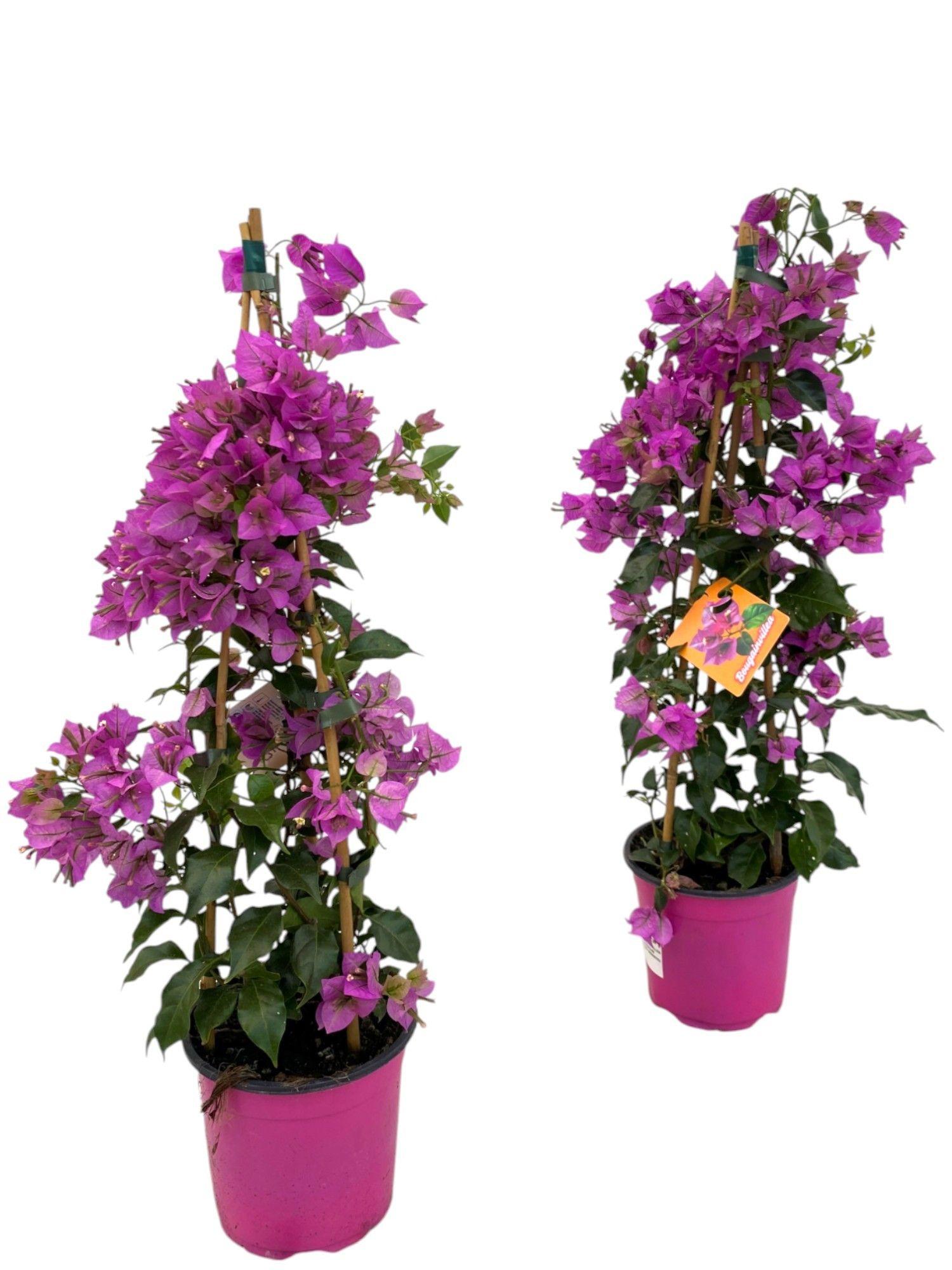Горшечные цветы и растения оптом Bougainvillea Sanderiana Pillar от 6шт из Голландии с доставкой по России