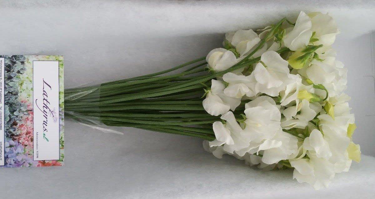 Срезанные цветы оптом Lathyrus winter sunshine white от 50шт из Голландии с доставкой по России