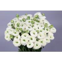 Срезанные цветы оптом Ranunculus clooney white от 50шт из Голландии с доставкой по России