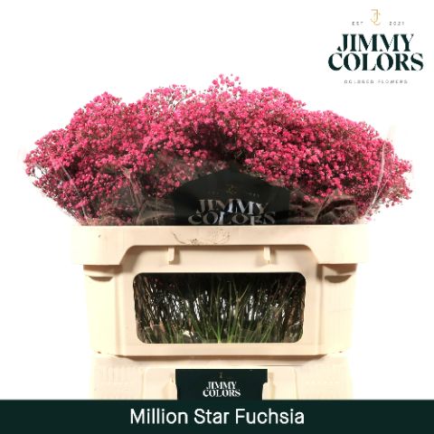 Срезанные цветы оптом Gyps fine paint fuchsia от 75шт из Голландии с доставкой по России