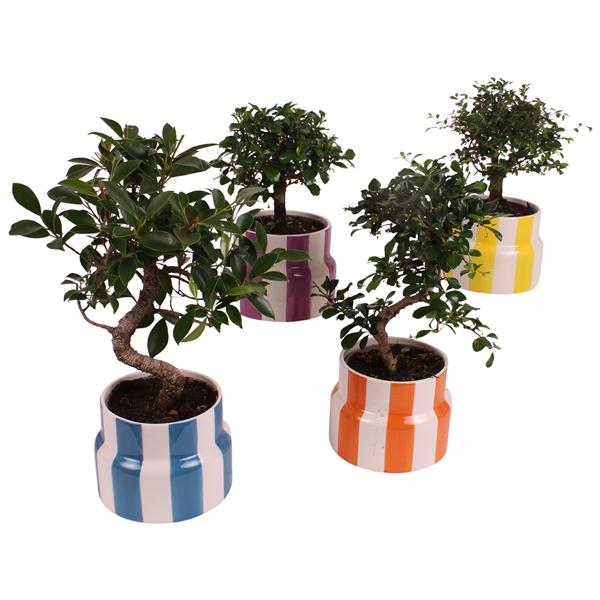 Горшечные цветы и растения оптом Bonsai Indoor Mix Shape Ceramic от 6шт из Голландии с доставкой по России