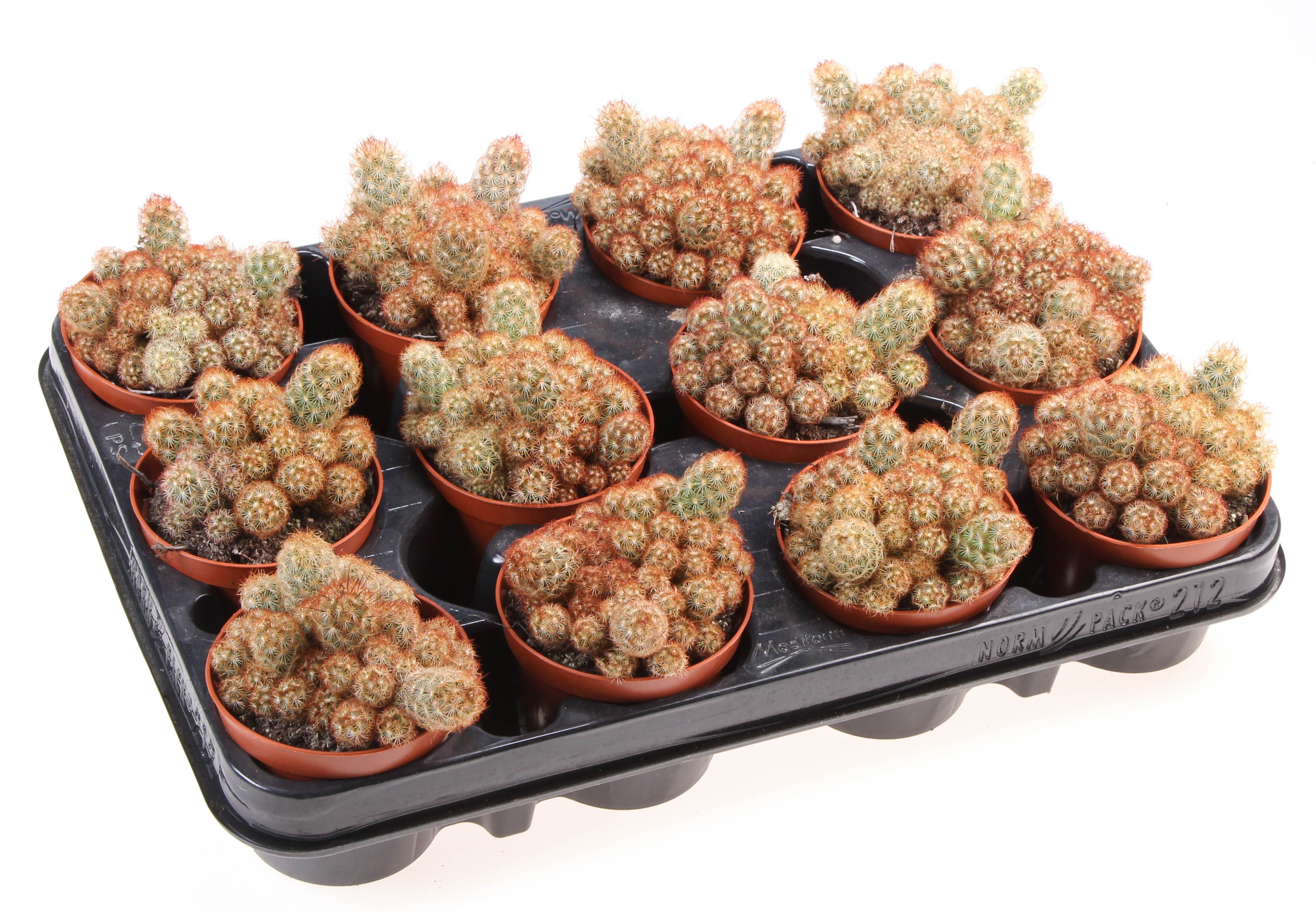 Горшечные цветы и растения оптом Mammillaria Elongata Nigrispina от 12шт (для телеги) из Голландии с доставкой по России