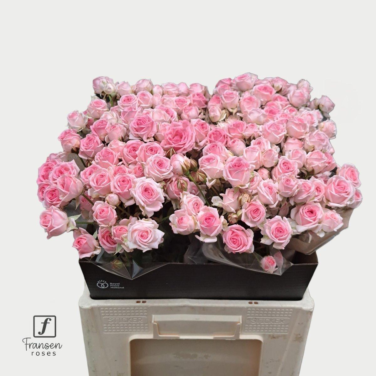 Срезанные цветы оптом Rosa spray kate-lynn от 40шт из Голландии с доставкой по России