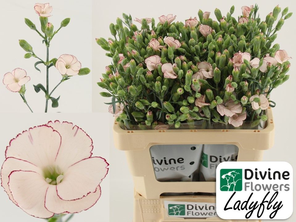 Срезанные цветы оптом Dianthus sp solandis ladyfly от 60шт из Голландии с доставкой по России
