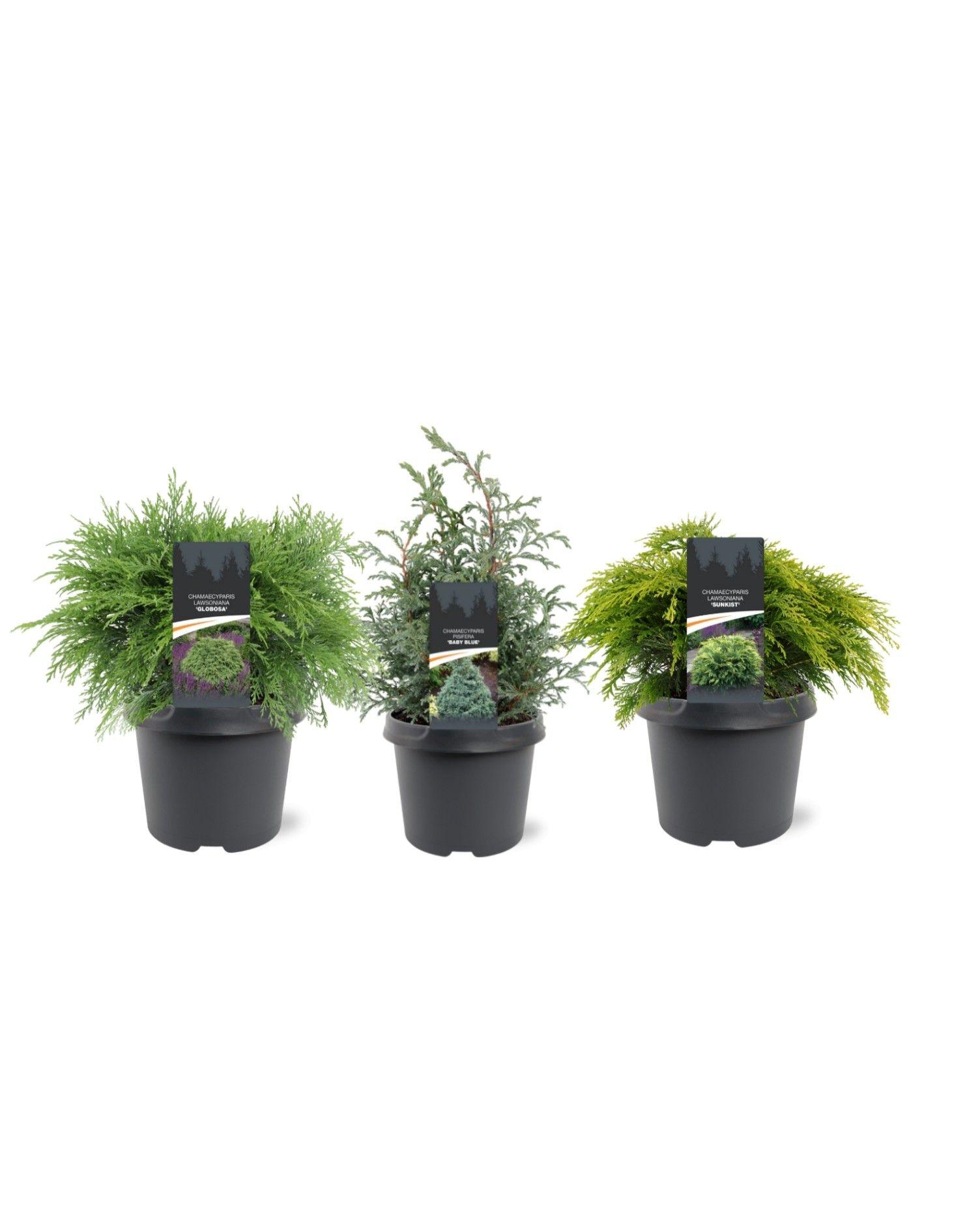 Горшечные цветы и растения оптом Chamaecyparis Mix Laagblijvend от 1шт из Голландии с доставкой по России