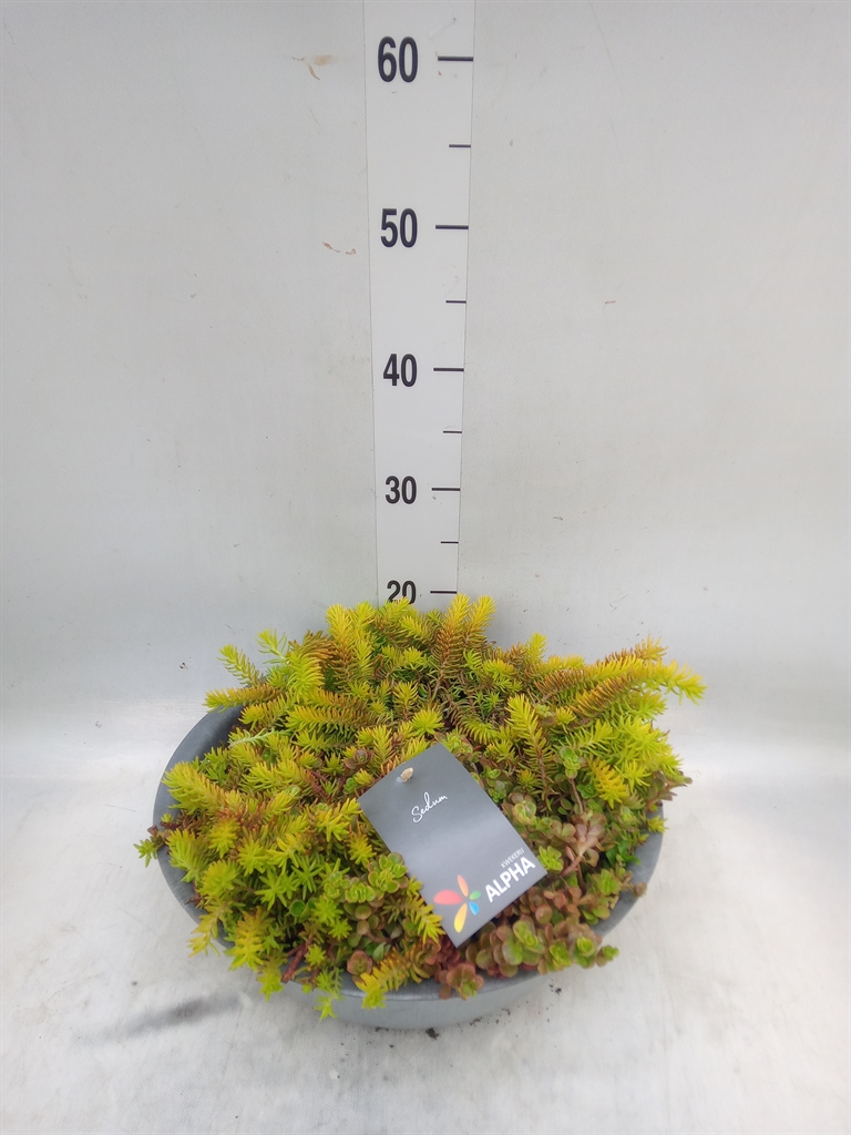 Горшечные цветы и растения оптом Sedum   ...mix от 1шт из Голландии с доставкой по России