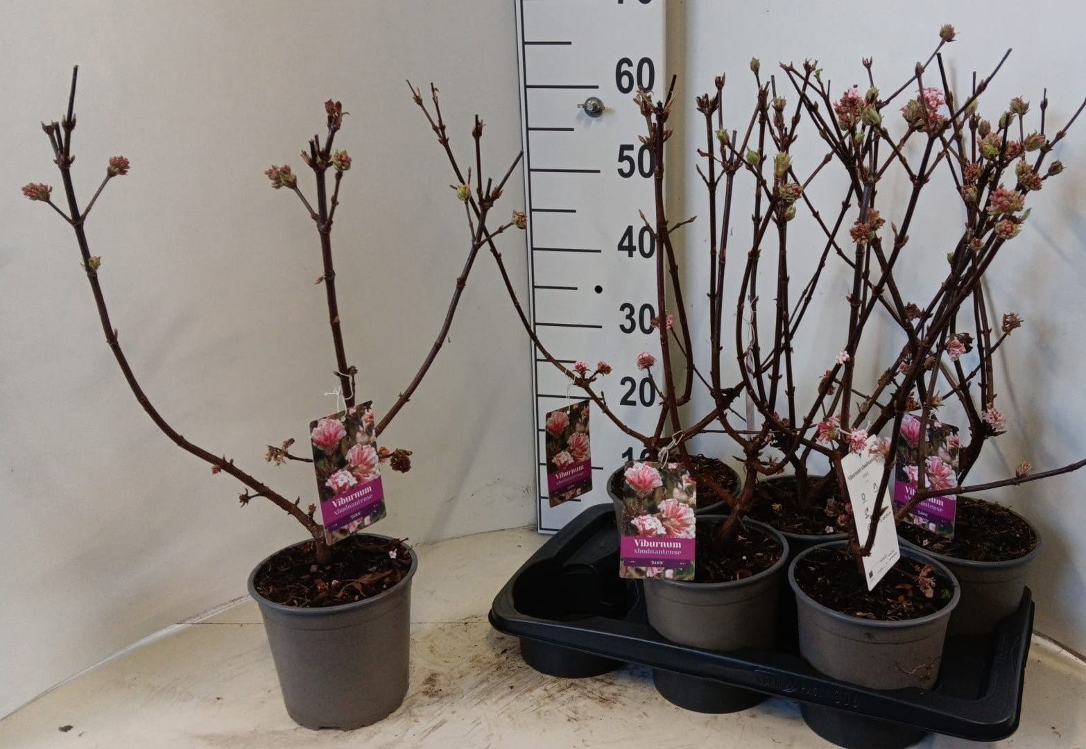 Горшечные цветы и растения оптом Vibu Bo Dawn от 6шт из Голландии с доставкой по России