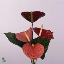 Срезанные цветы оптом Anthurium love mix от 8шт из Голландии с доставкой по России