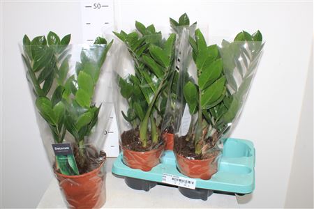 Горшечные цветы и растения оптом Zamioculcas Zamiifol 4+ Decorum от 4шт из Голландии с доставкой по России