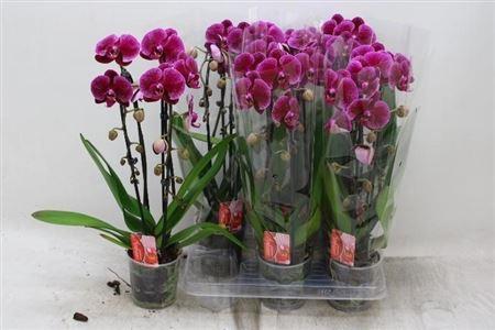 Горшечные цветы и растения оптом Phal El Magic Art Cascade 2 Branches 16+ AA от 6шт из Голландии с доставкой по России