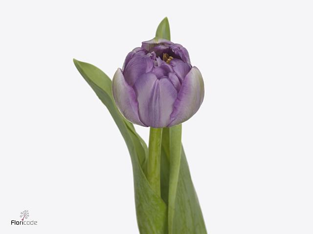 Срезанные цветы оптом Tulipa do saigon double от 150шт из Голландии с доставкой по России