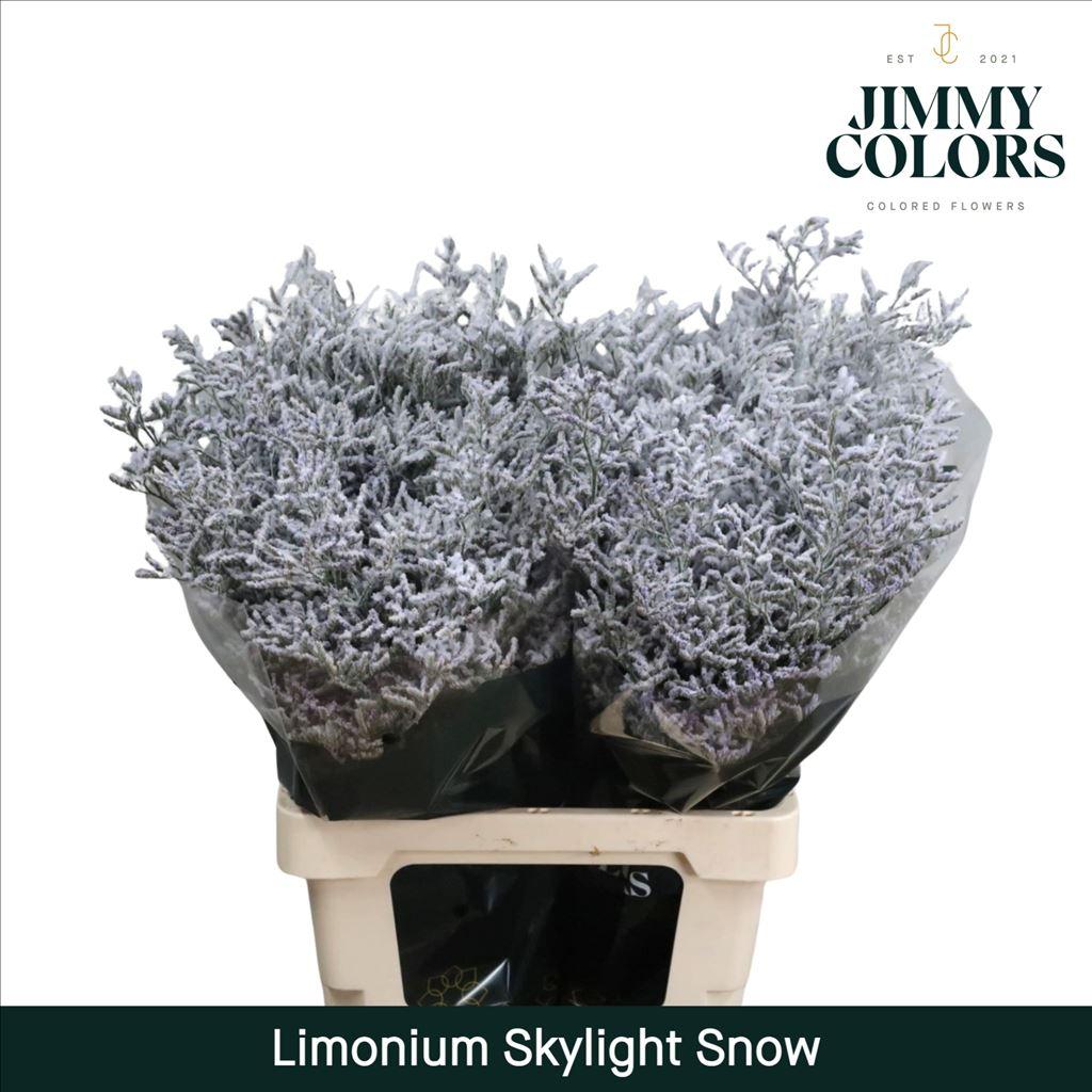 Срезанные цветы оптом Limonium paint snow от 50шт из Голландии с доставкой по России