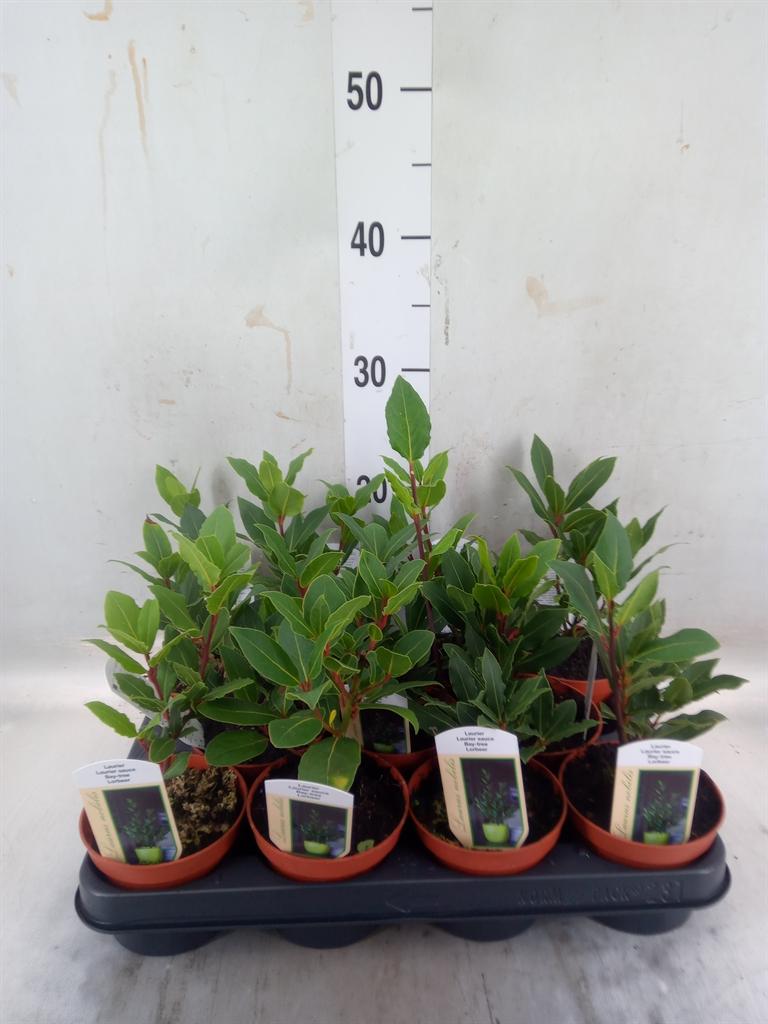 Горшечные цветы и растения оптом Laurus Nobilis от 11шт из Голландии с доставкой по России