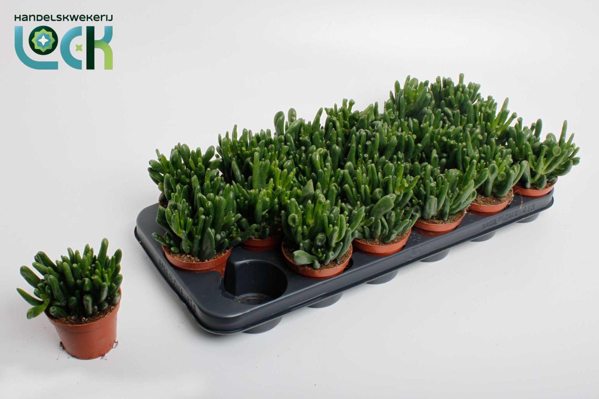 Горшечные цветы и растения оптом Crassula Horn Tree от 12шт (для телеги) из Голландии с доставкой по России