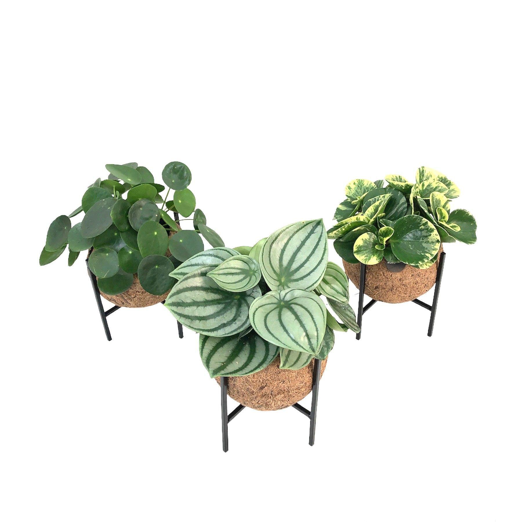 Горшечные цветы и растения оптом Kamerpl Gem Gr 3 Srt от 8шт из Голландии с доставкой по России