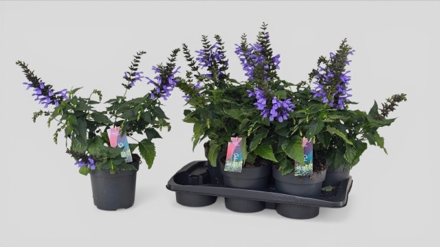 Горшечные цветы и растения оптом Salvia Lake Como от 6шт из Голландии с доставкой по России
