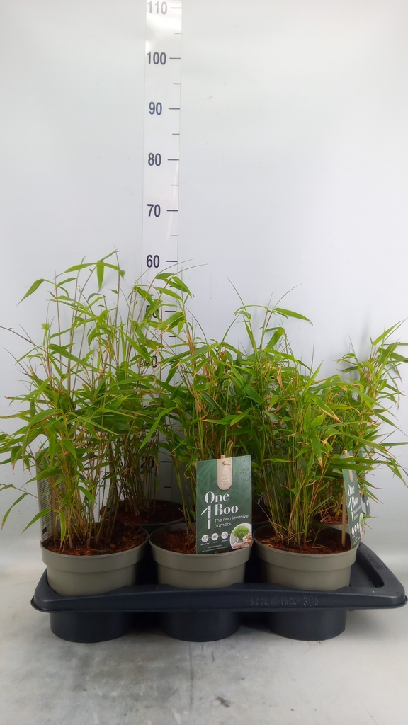 Горшечные цветы и растения оптом Fargesia   ... от 6шт из Голландии с доставкой по России