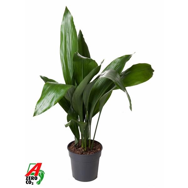 Горшечные цветы и растения оптом Aspidistra Elatior 15+ от 1шт из Голландии с доставкой по России