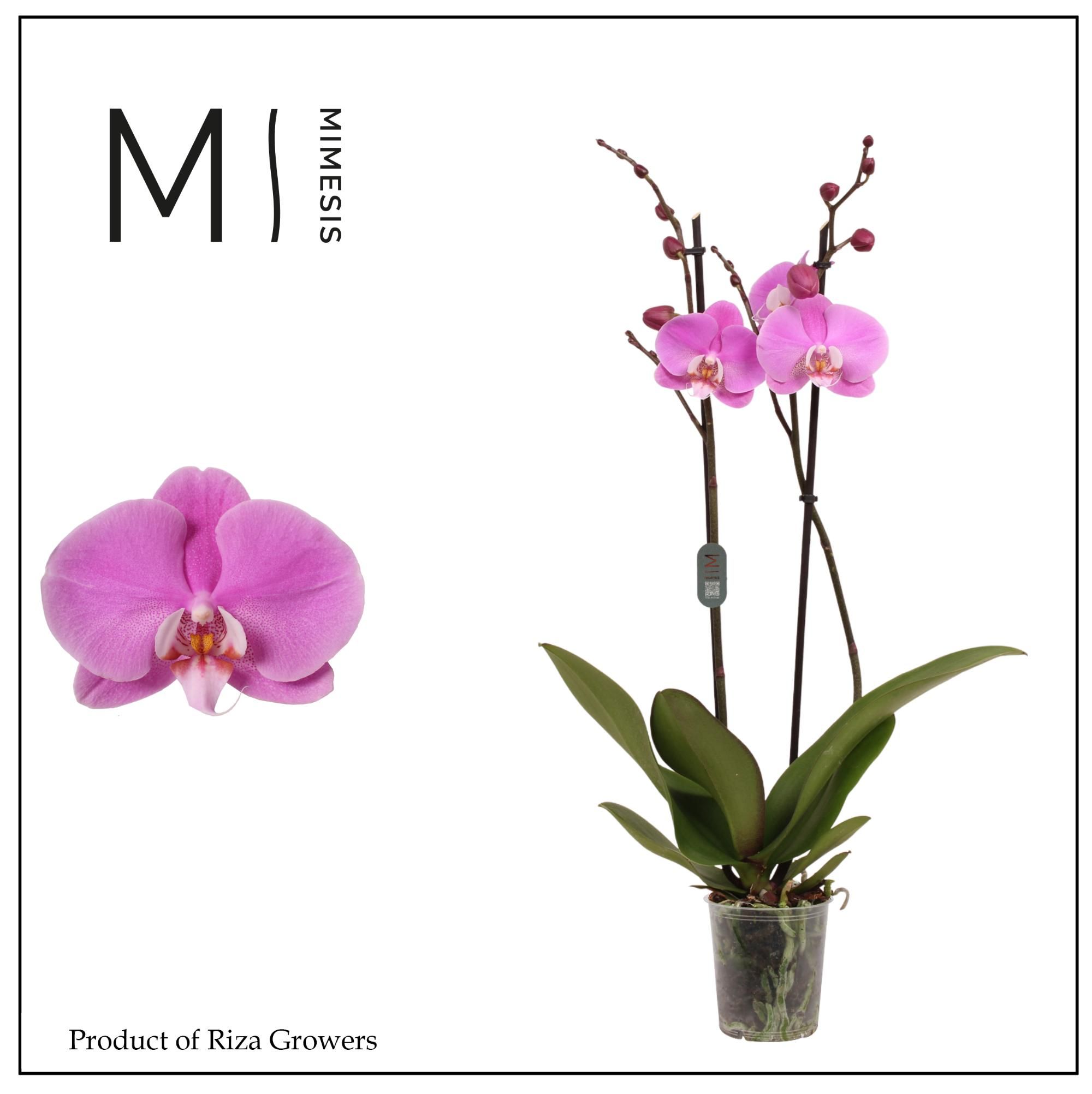 Горшечные цветы и растения оптом Phal 2st Murray 16+ Mimesis (orchid Growers) от 10шт из Голландии с доставкой по России