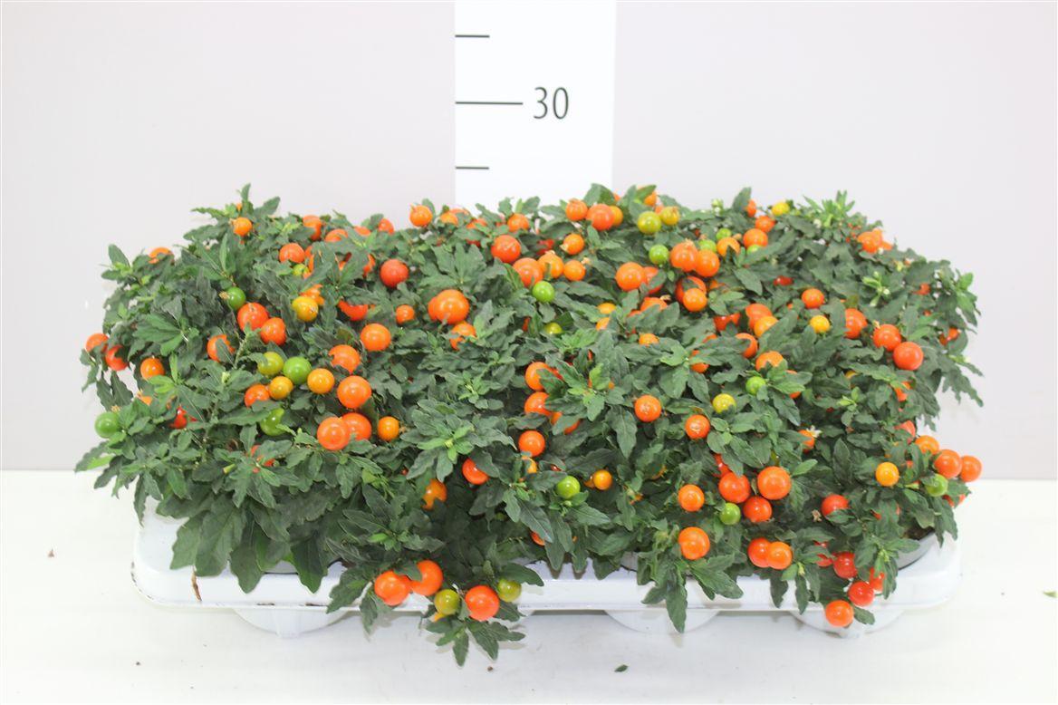 Горшечные цветы и растения оптом Solanum Megaball от 8шт из Голландии с доставкой по России