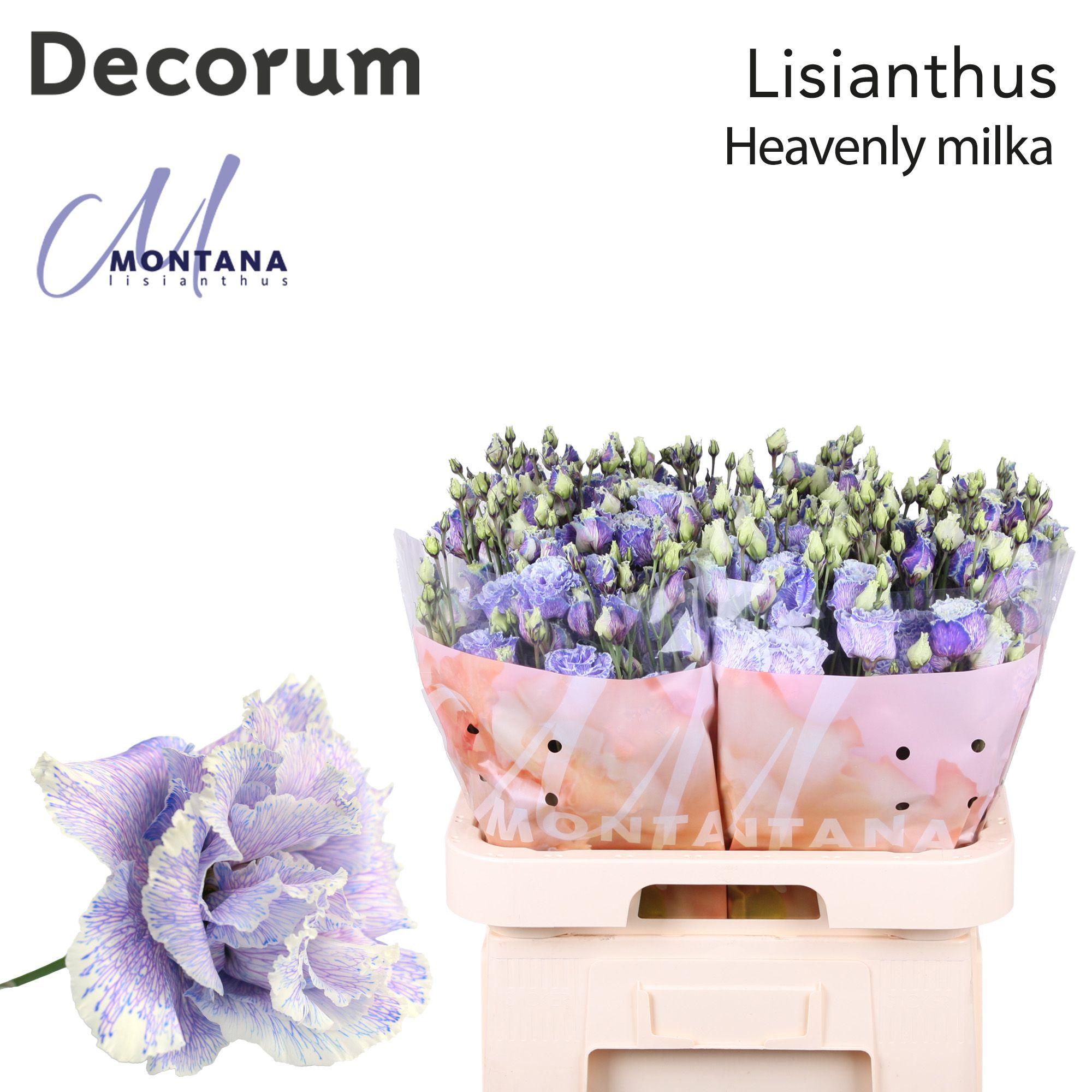 Срезанные цветы оптом Lisianthus do paint heavenly milka от 40шт из Голландии с доставкой по России