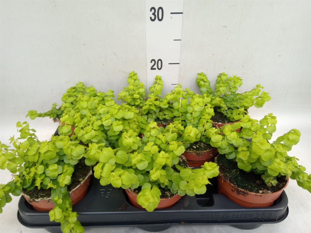 Горшечные цветы и растения оптом Lysimachia   ... от 8шт из Голландии с доставкой по России