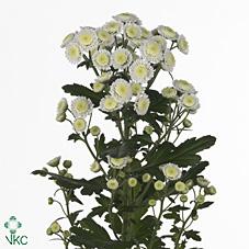 Срезанные цветы оптом Chrys sp stallion white от 80шт из Голландии с доставкой по России