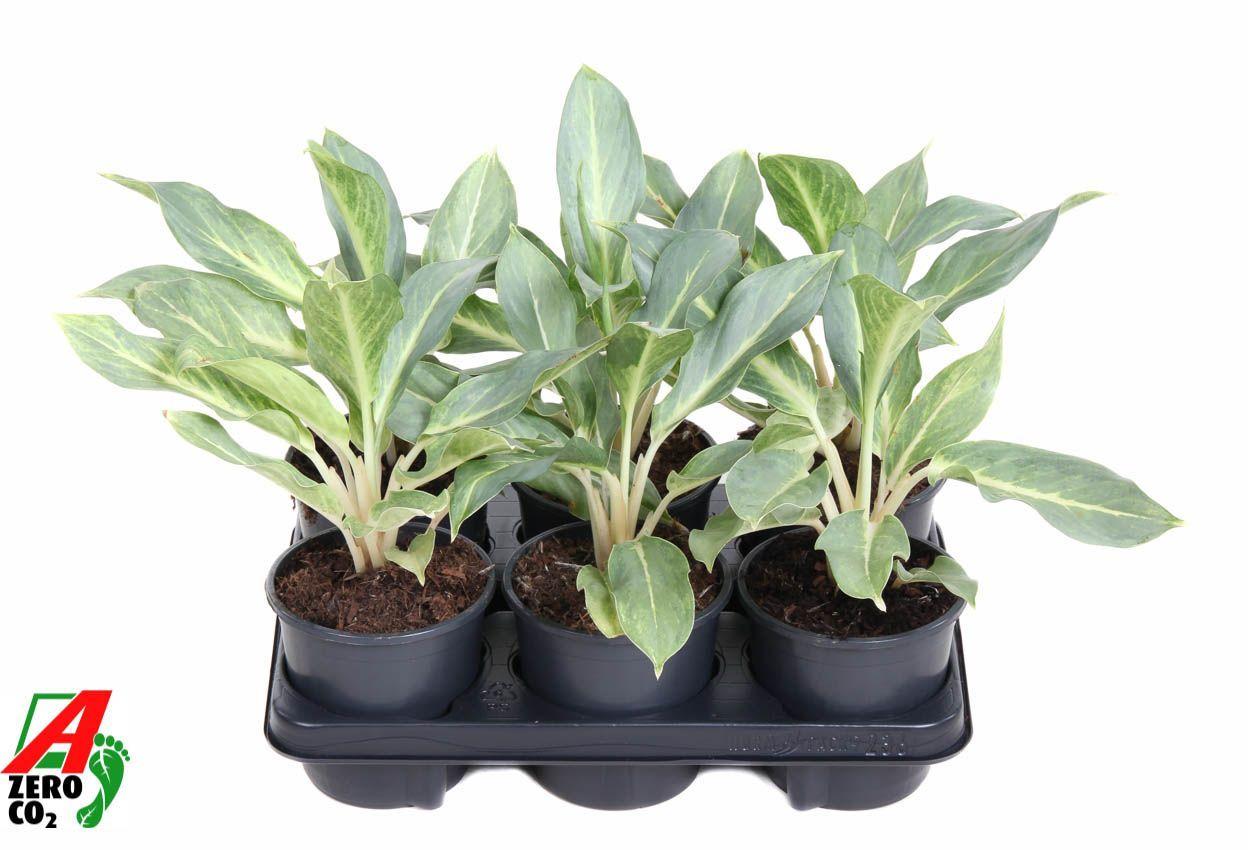 Горшечные цветы и растения оптом Aglaonema Ghost от 6шт из Голландии с доставкой по России