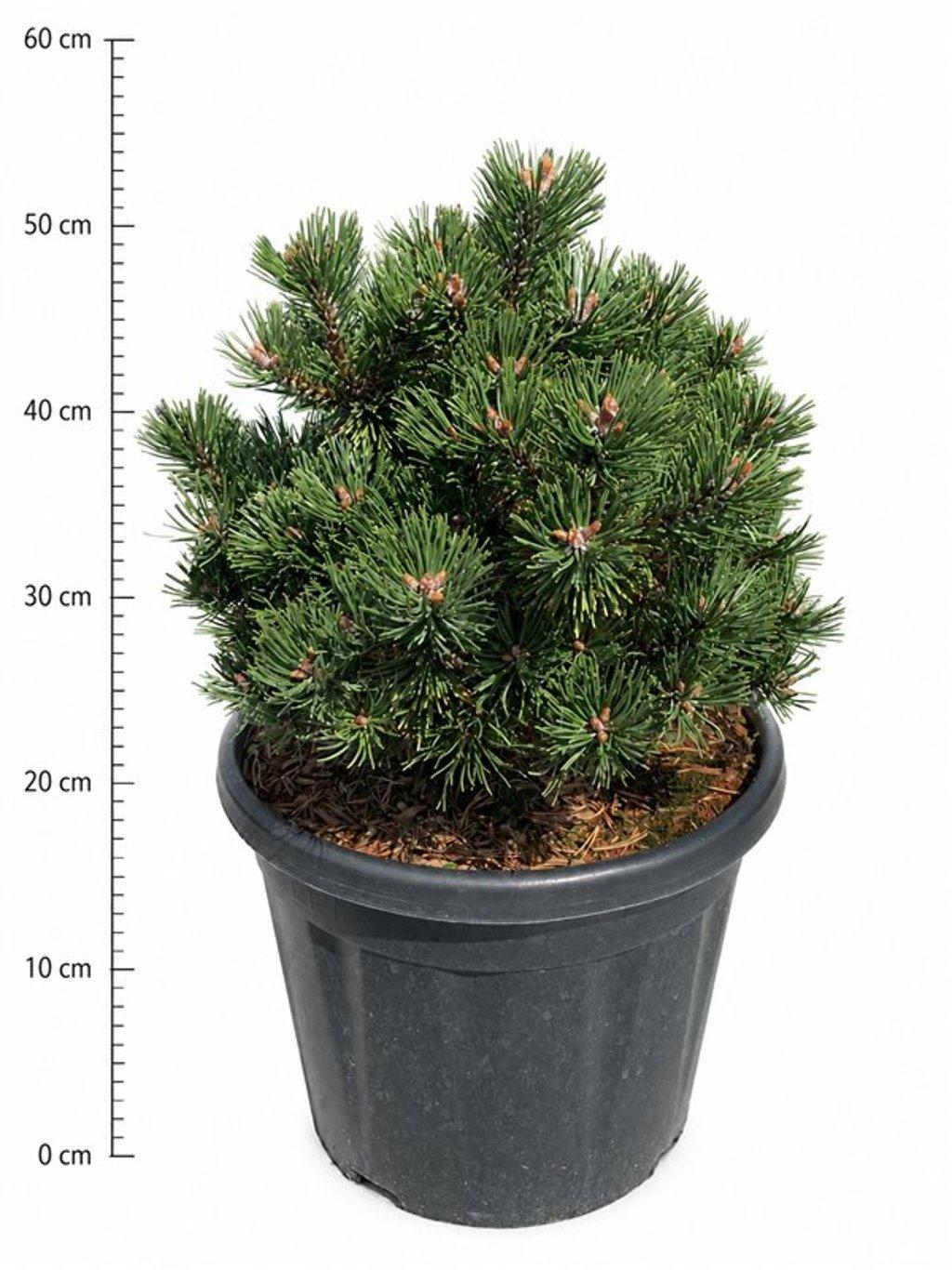 Горшечные цветы и растения оптом Pinus Mugo sherwood Compact от 1шт из Голландии с доставкой по России