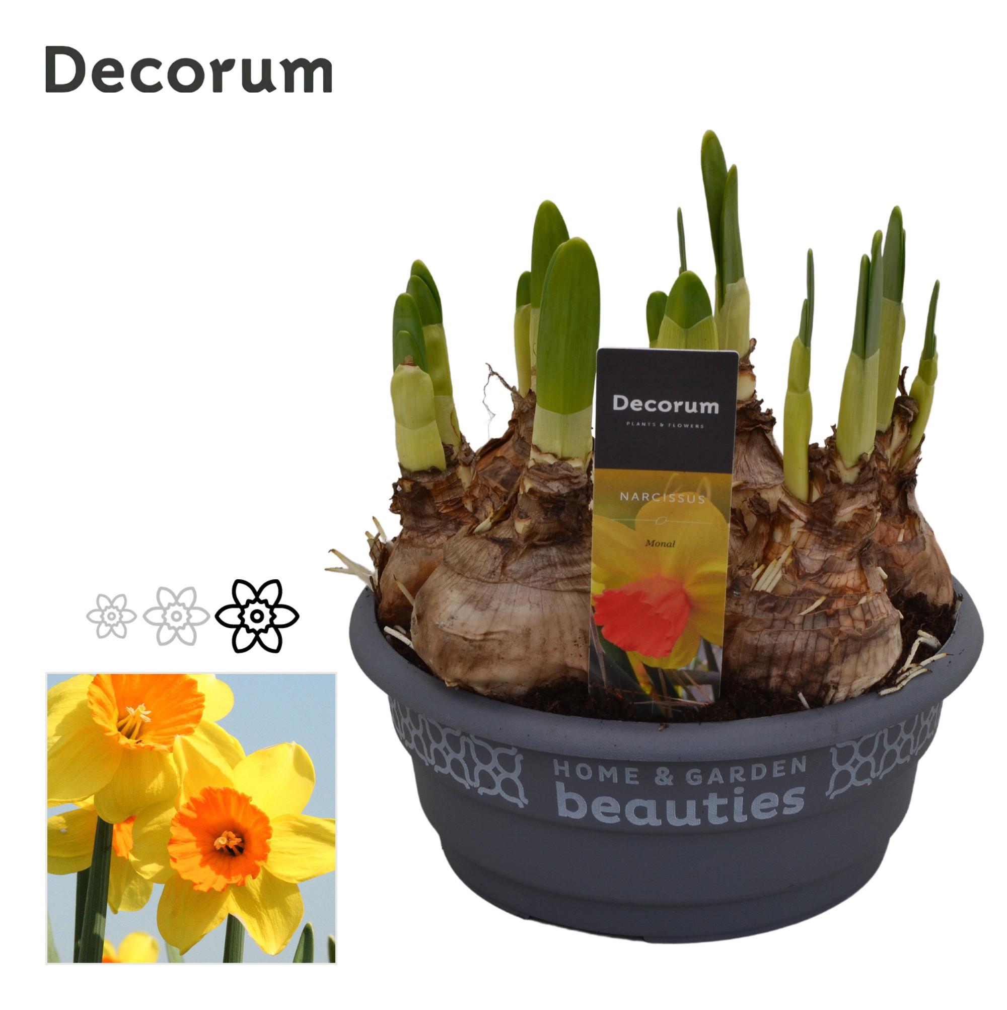 Горшечные цветы и растения оптом Narcissus Monal (decorum) от 7шт из Голландии с доставкой по России