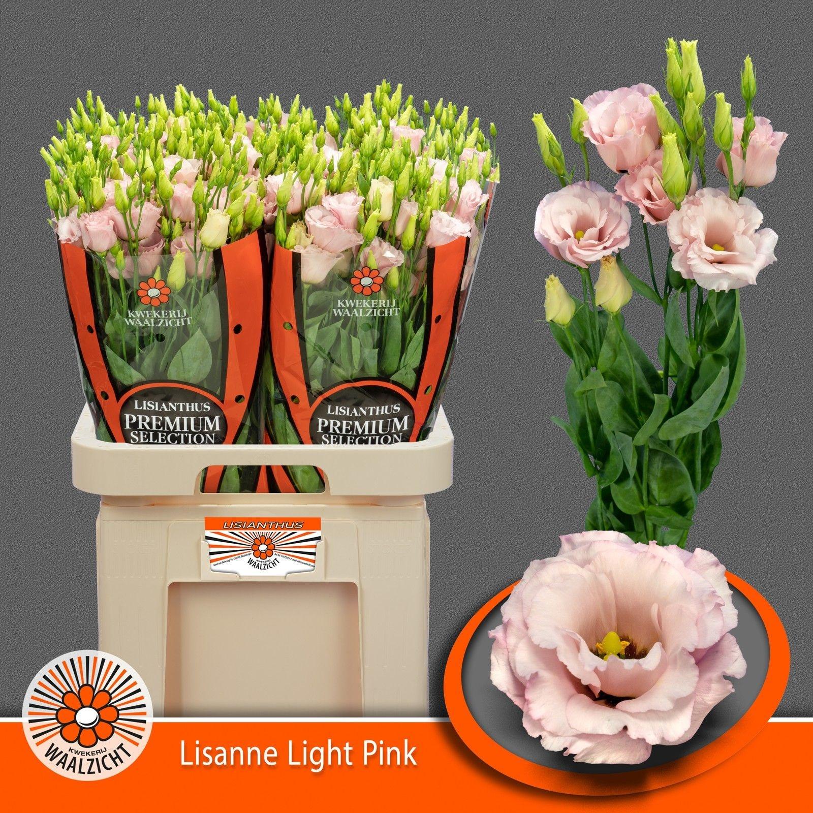Срезанные цветы оптом Lisianthus do lisanne light pink от 40шт. из Голландии с доставкой по России