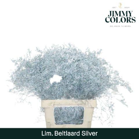 Срезанные цветы оптом Limonium beltlaard paint metallic silver от 50шт из Голландии с доставкой по России