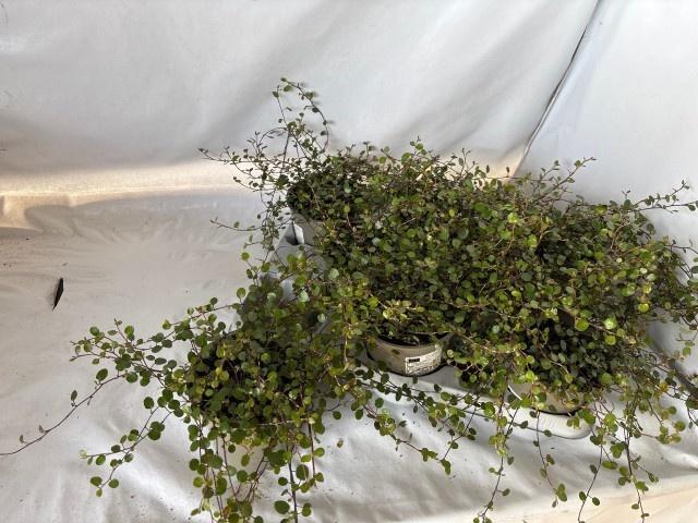 Горшечные цветы и растения оптом Muehlenbeck Co Maori от 8шт из Голландии с доставкой по России