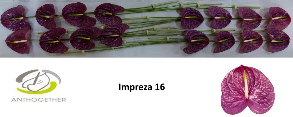 Срезанные цветы оптом Anthurium impreza 252 от 16шт из Голландии с доставкой по России