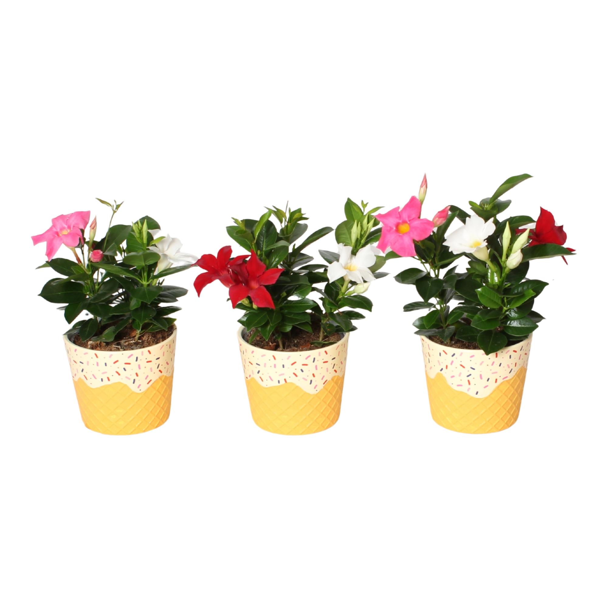 Горшечные цветы и растения оптом Mandeville Carnaval 3 Kleuren In Pot In Ijshoorntj от 6шт из Голландии с доставкой по России
