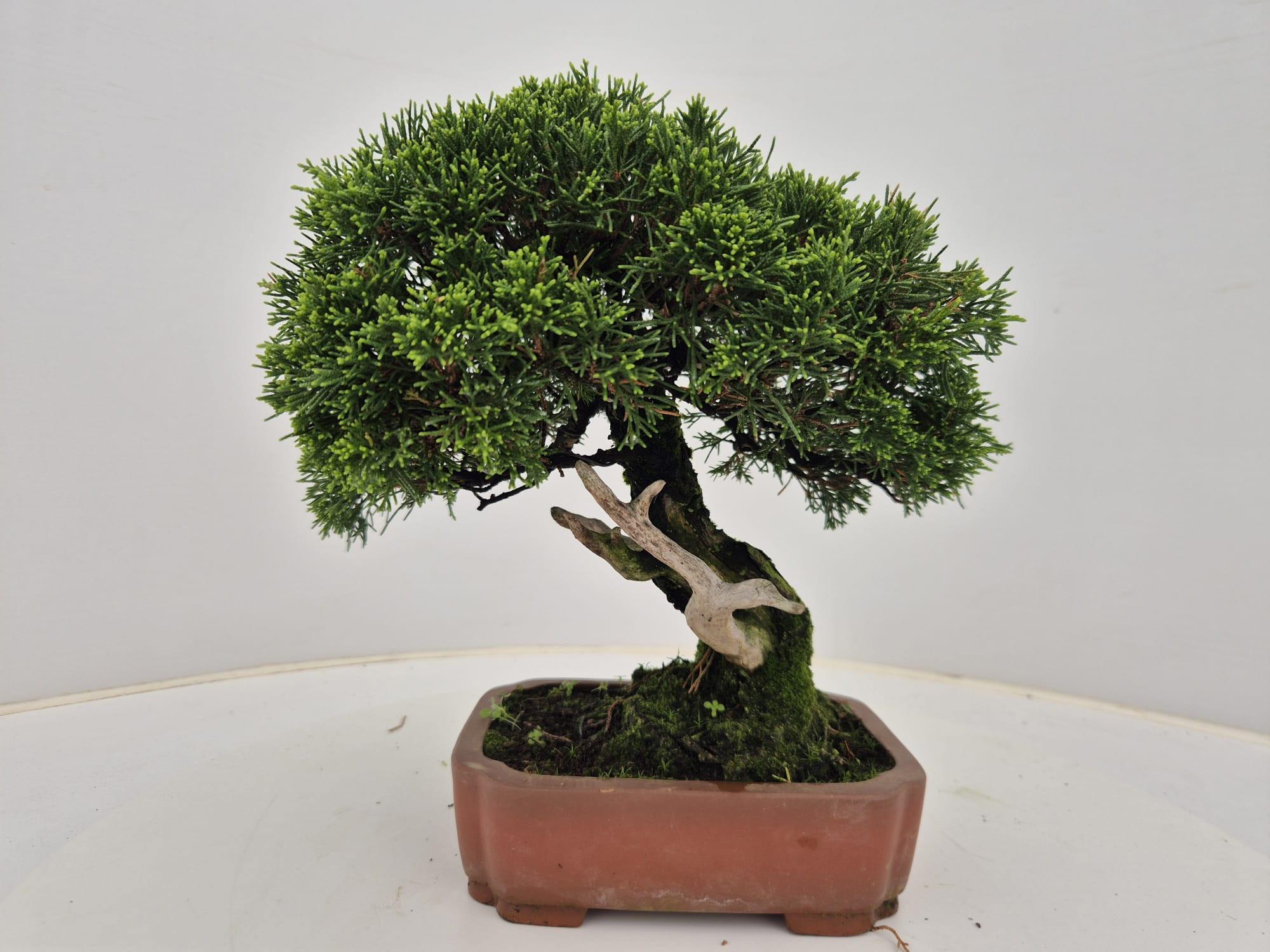 Горшечные цветы и растения оптом Juniperus Chinensis, 18cm от 1шт из Голландии с доставкой по России