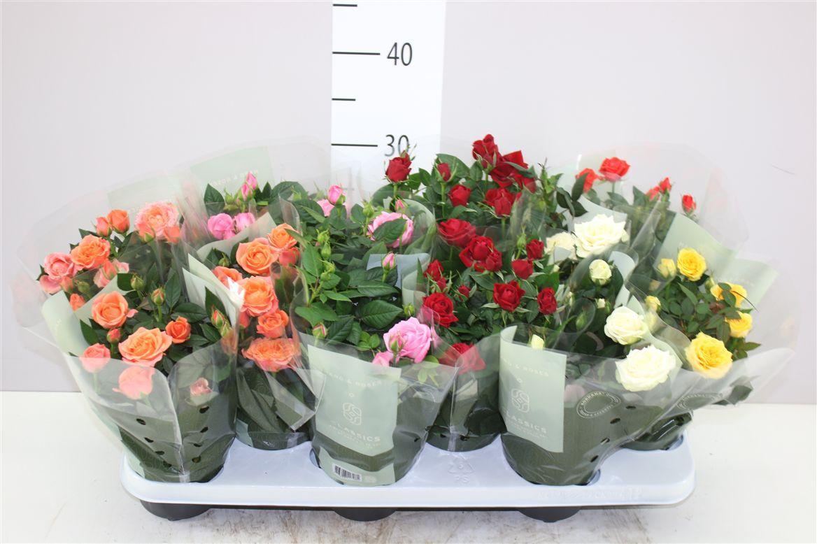 Горшечные цветы и растения оптом Rosa Kordana Gemengd от 12шт из Голландии с доставкой по России