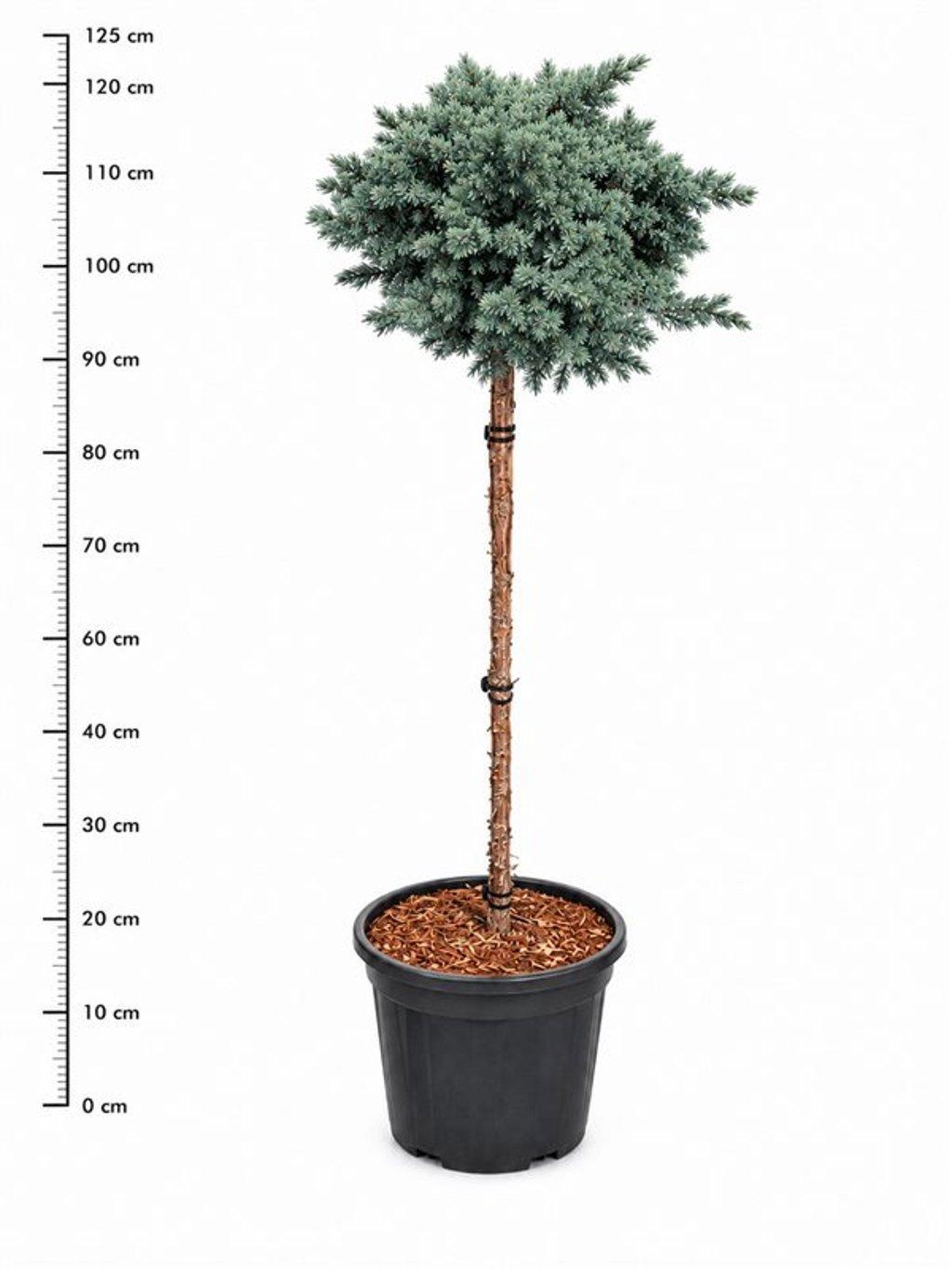 Горшечные цветы и растения оптом Juniperus Squamata blue Star от 1шт из Голландии с доставкой по России