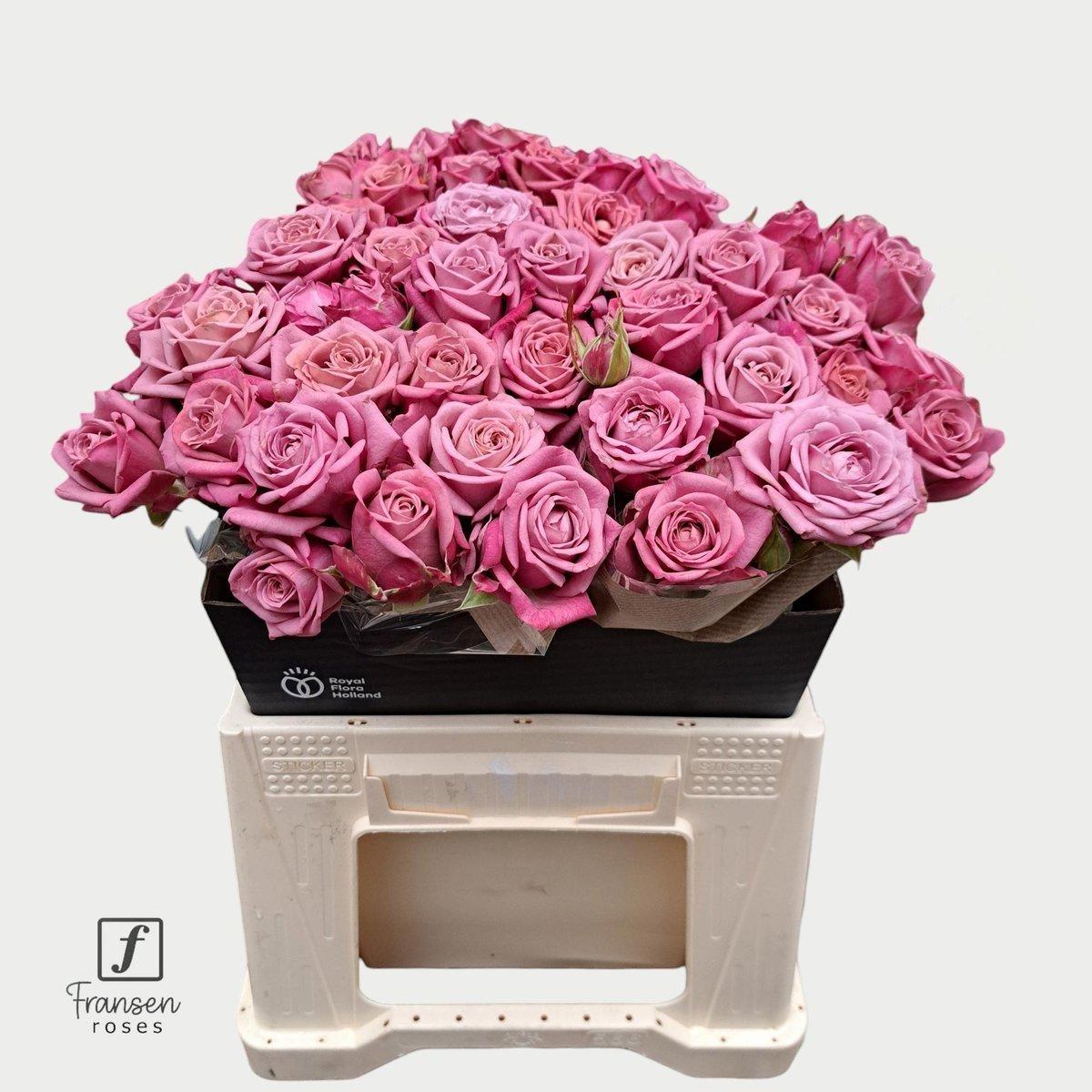 Срезанные цветы оптом Rosa spray purple queen от 30шт. из Голландии с доставкой по России