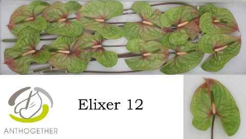 Срезанные цветы оптом Anthurium elixer от 12шт из Голландии с доставкой по России