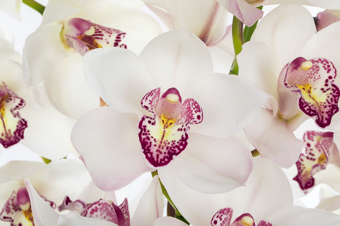 Срезанные цветы оптом Cymbidium white cinderella от 6шт из Голландии с доставкой по России