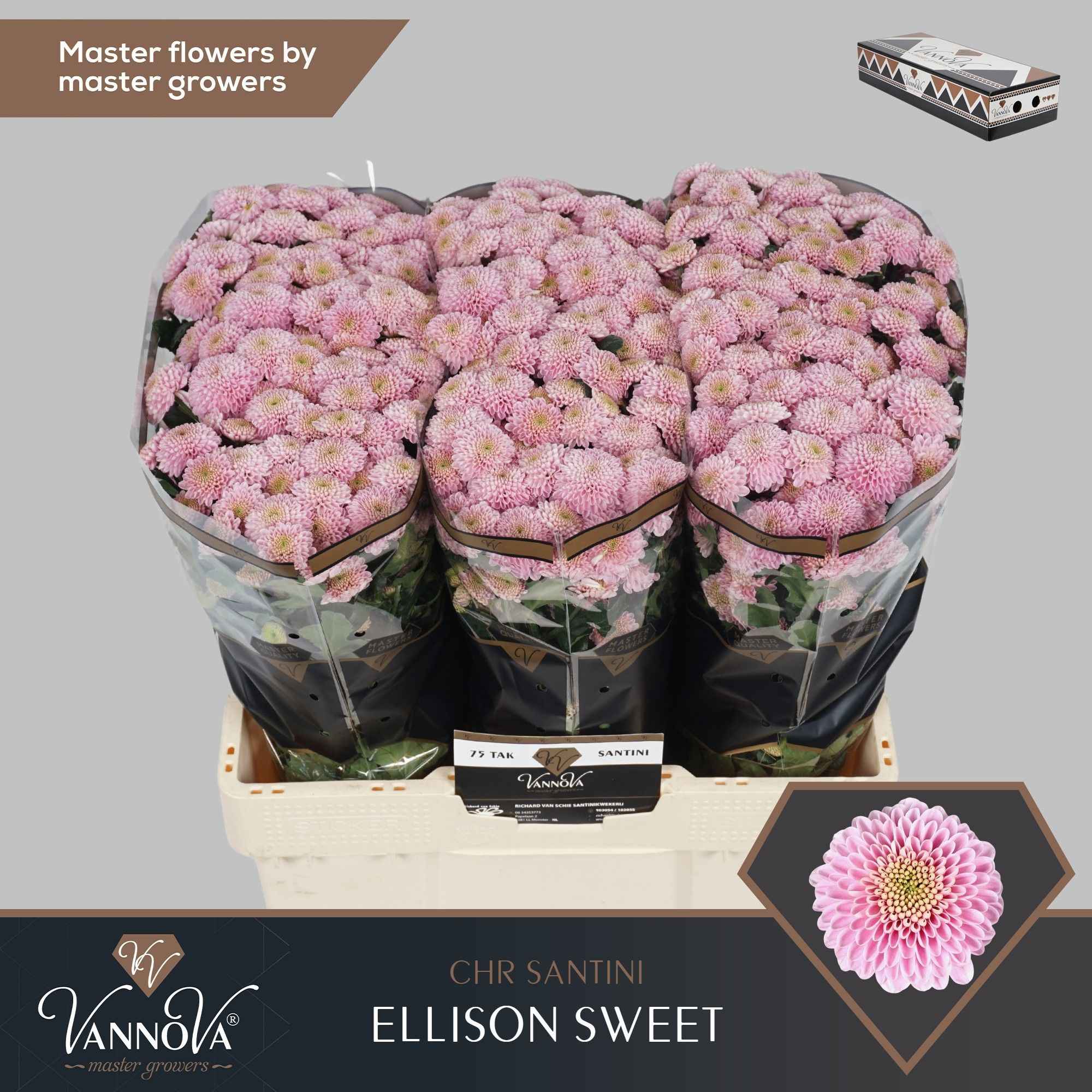 Срезанные цветы оптом Chrys sa ellison sweet от 75шт. из Голландии с доставкой по России