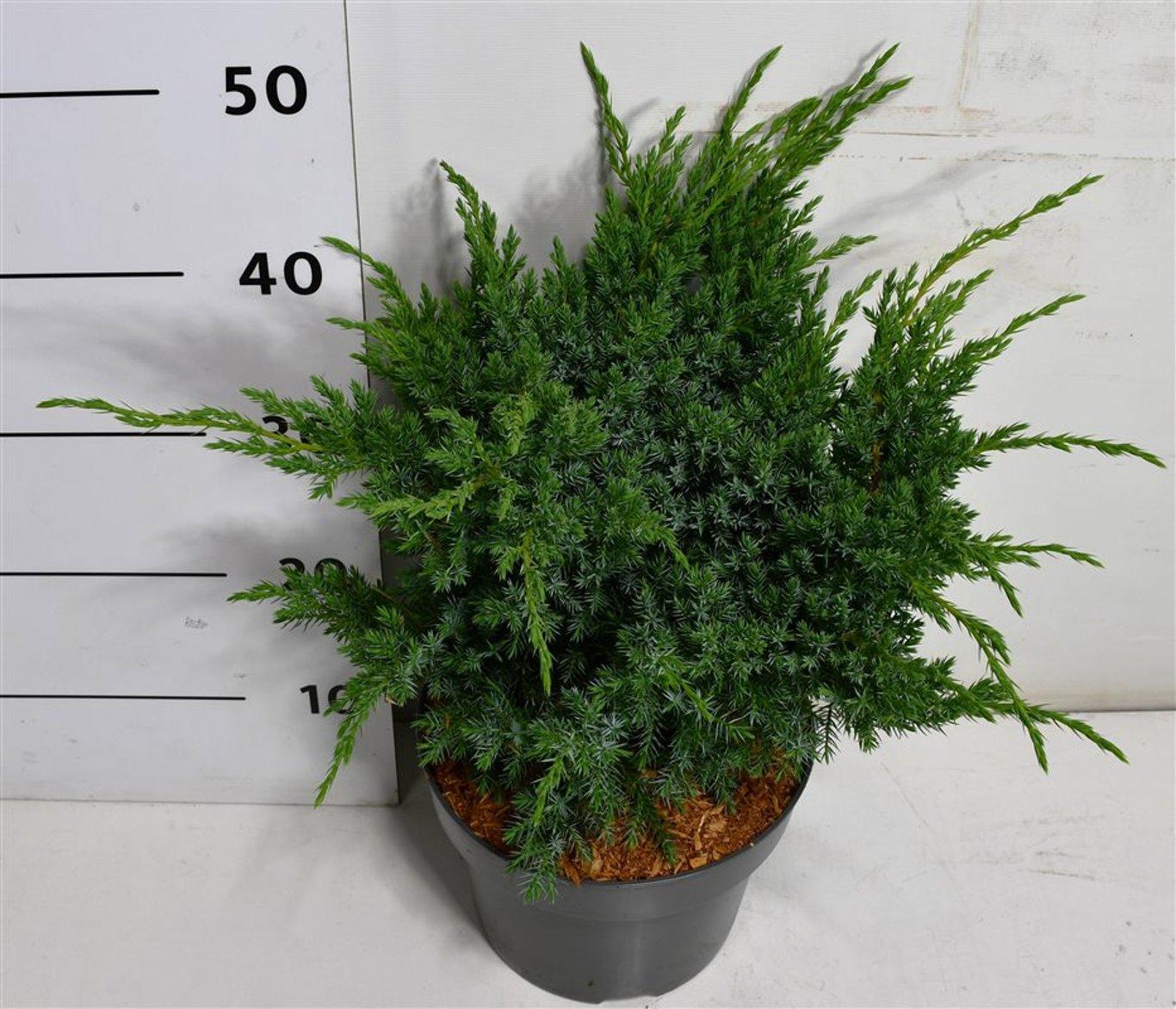 Горшечные цветы и растения оптом Juniperus Squa Blue Swede от 1шт из Голландии с доставкой по России