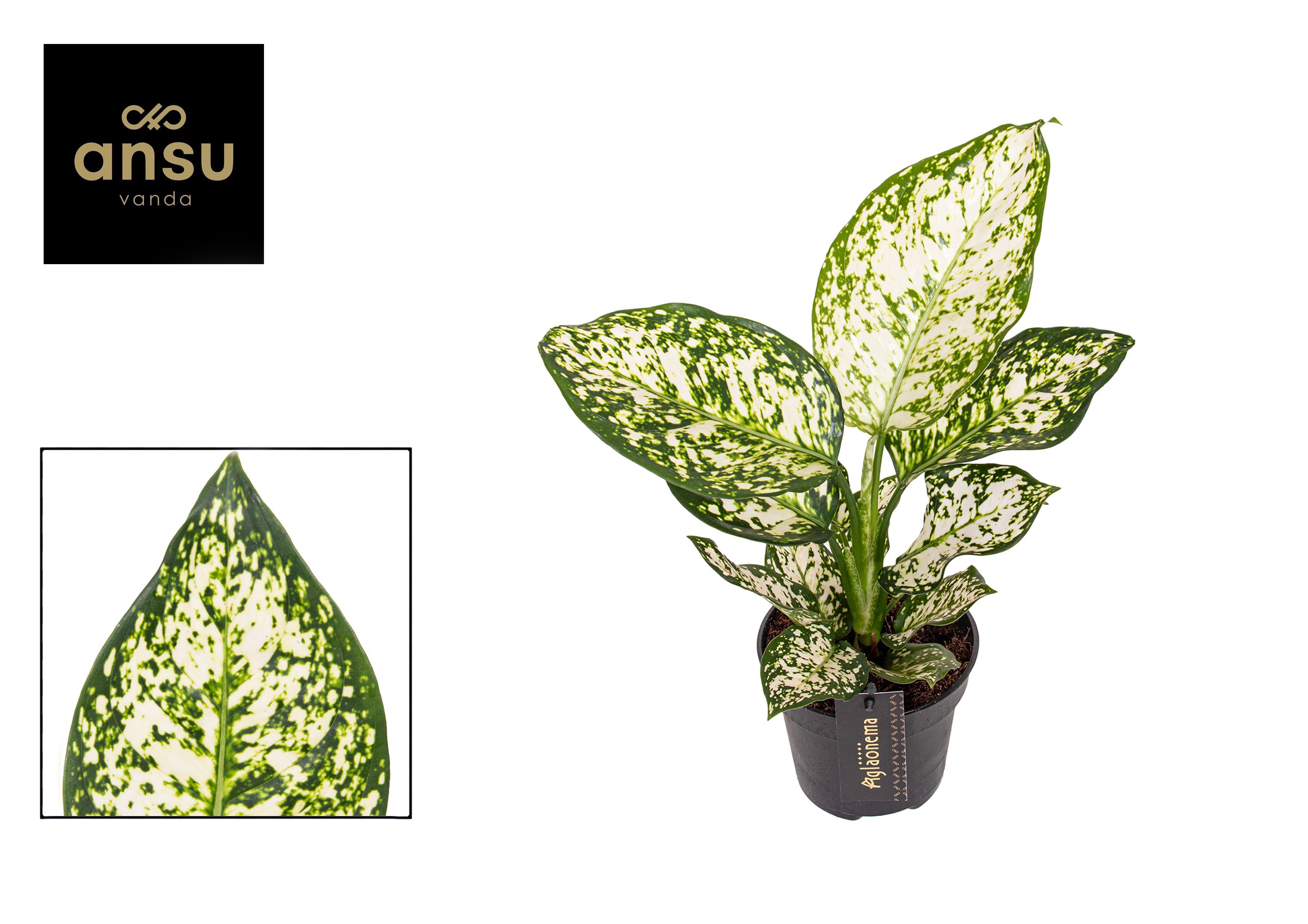 Горшечные цветы и растения оптом Aglaonema Ivory Jade от 6шт из Голландии с доставкой по России