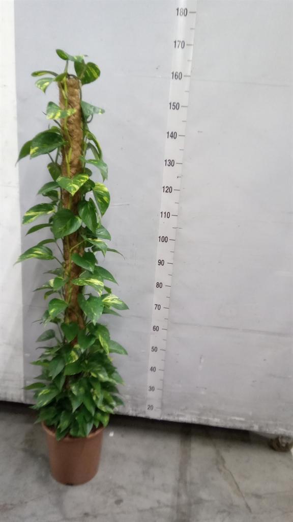 Горшечные цветы и растения оптом Epipremnum Pinn. ...moss Stick от 1шт из Голландии с доставкой по России