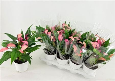 Горшечные цветы и растения оптом Anthu Zizou 7+ от 8шт из Голландии с доставкой по России