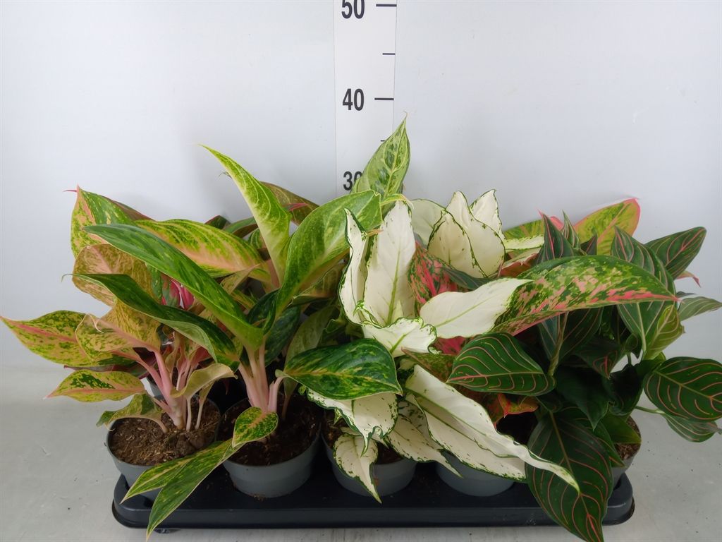Горшечные цветы и растения оптом Aglaonema   ... от 10шт из Голландии с доставкой по России