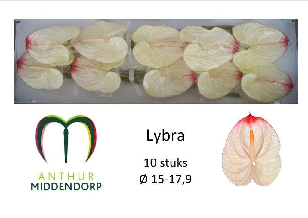 Срезанные цветы оптом Anthurium lybra от 10шт из Голландии с доставкой по России