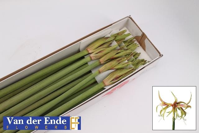 Срезанные цветы оптом Hippeastrum mini tarantula от 25шт из Голландии с доставкой по России